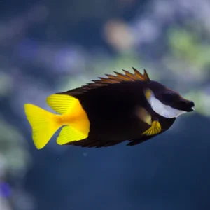 BiColor Foxface