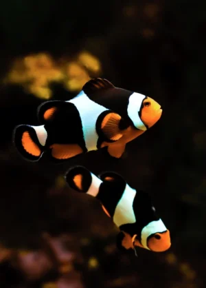 Black Photon Clownfish