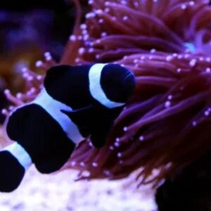 Darwin Clownfish