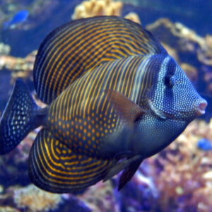 Desjardini Tang