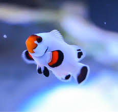 Flurry Clownfish
