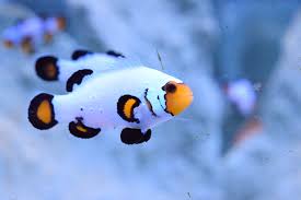 Frostbite Clownfish