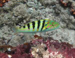 Hardwicks Wrasse