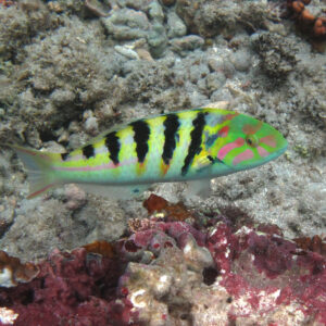 Hardwicks Wrasse