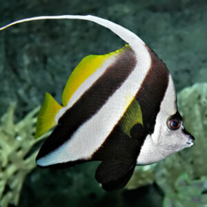 Heniochus Butterfly Fish