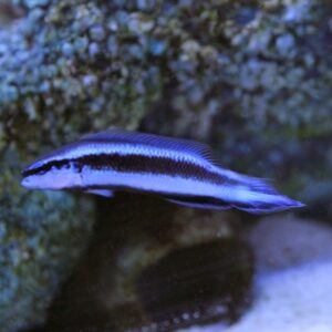 Indigo Dottyback Fish