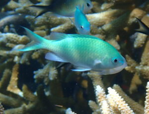 Jumbo Blue/Green Chromis