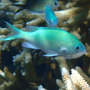 Jumbo Blue/Green Chromis