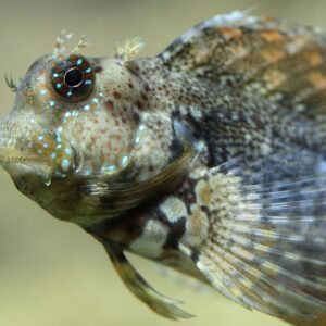 Lawnmower Blenny