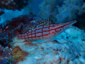 Long nosed Hawkfish