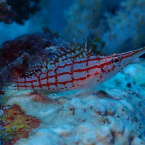 Long nosed Hawkfish