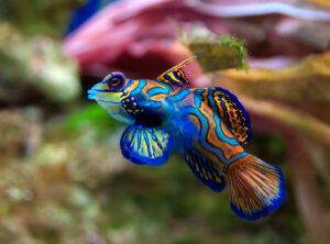 Mandarin Goby