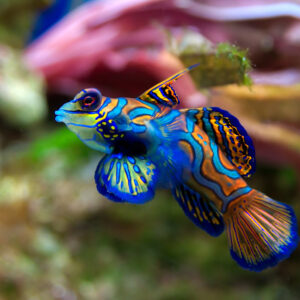 Mandarin Goby