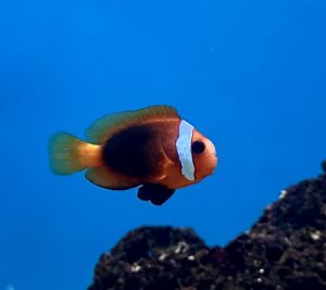Melanopus Clownfish
