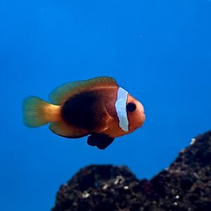 Melanopus Clownfish